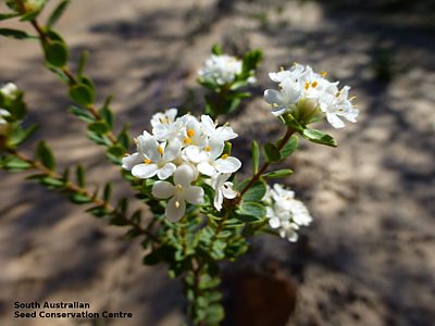 Pimelea flava ssp. dichotoma Hincks CP flowers